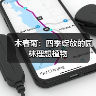 木春菊:四季绽放的园林理想植物(图4) 木春菊:四季绽放的园林理想植物(图4)