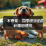 木春菊:四季绽放的园林理想植物(图1) 木春菊:四季绽放的园林理想植物(图1)