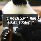 麦杆菊怎么种?高成活率种植技巧全解析(图3) 麦杆菊怎么种?高成活率种植技巧全解析(图3)
