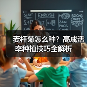 麦杆菊怎么种?高成活率种植技巧全解析(图1) 麦杆菊怎么种?高成活率种植技巧全解析(图1)