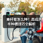 麦杆菊怎么种?高成活率种植技巧全解析(图2) 麦杆菊怎么种?高成活率种植技巧全解析(图2)