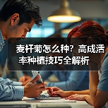 麦杆菊怎么种?高成活率种植技巧全解析(图4) 麦杆菊怎么种?高成活率种植技巧全解析(图4)