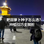 肥田萝卜种子怎么选?种植技巧全解析(图3) 肥田萝卜种子怎么选?种植技巧全解析(图3)