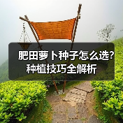 肥田萝卜种子怎么选?种植技巧全解析(图4) 肥田萝卜种子怎么选?种植技巧全解析(图4)