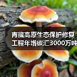 青藏高原生态保护修复工程年增碳汇3000万吨,如何助力 青藏高原生态保护修复工程年增碳汇3000万吨,如何助力