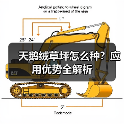 天鹅绒草坪怎么种？应用优势全解析（图1）
