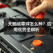 天鹅绒草坪怎么种？应用优势全解析（图3）