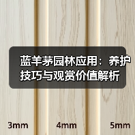 蓝羊茅园林应用:养护技巧与观赏价值解析(图4) 蓝羊茅园林应用:养护技巧与观赏价值解析(图4)