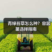 青绿苔草怎么种?容器苗选择指南(图3) 青绿苔草怎么种?容器苗选择指南(图3)