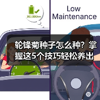 轮锋菊种子怎么种?掌握这5个技巧轻松养出花海(图2) 轮锋菊种子怎么种?掌握这5个技巧轻松养出花海(图2)