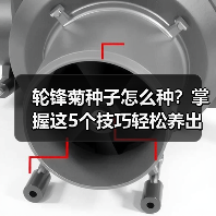 轮锋菊种子怎么种?掌握这5个技巧轻松养出花海(图3) 轮锋菊种子怎么种?掌握这5个技巧轻松养出花海(图3)