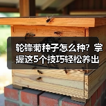 轮锋菊种子怎么种?掌握这5个技巧轻松养出花海(图4) 轮锋菊种子怎么种?掌握这5个技巧轻松养出花海(图4)