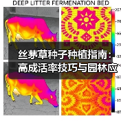 丝茅草种子种植指南:高成活率技巧与园林应用全解析(图1) 丝茅草种子种植指南:高成活率技巧与园林应用全解析(图1)