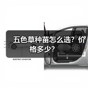 五色草种苗怎么选？价格多少？（图2）