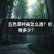 五色草种苗怎么选?价格多少? 五色草种苗怎么选?价格多少?