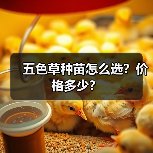 五色草种苗怎么选？价格多少？（图4）
