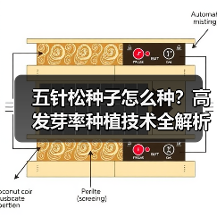 五针松种子怎么种？高发芽率种植技术全解析（图2）