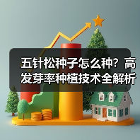 五针松种子怎么种？高发芽率种植技术全解析（图1）