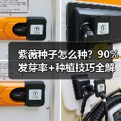紫薇种子怎么种？90%发芽率+种植技巧全解析（图2）