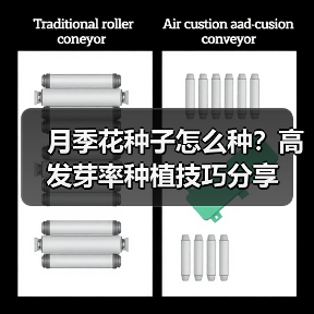 月季花种子怎么种？高发芽率种植技巧分享（图2）