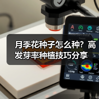 月季花种子怎么种？高发芽率种植技巧分享（图3）