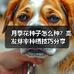 月季花种子怎么种？高发芽率种植技巧分享（图1）