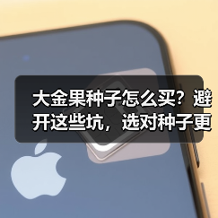 大金果种子怎么买？避开这些坑，选对种子更关键（图2）