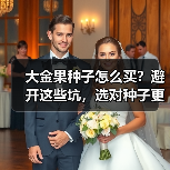 大金果种子怎么买？避开这些坑，选对种子更关键（图4）