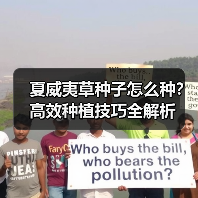 夏威夷草种子怎么种？高效种植技巧全解析（图1）