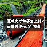 夏威夷草种子怎么种?高效种植技巧全解析(图4) 夏威夷草种子怎么种?高效种植技巧全解析(图4)