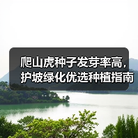 爬山虎种子发芽率高,护坡绿化优选种植指南(图2) 爬山虎种子发芽率高,护坡绿化优选种植指南(图2)