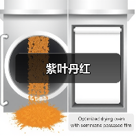 紫叶丹红（图2）