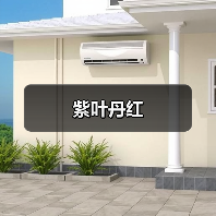 紫叶丹红（图1）