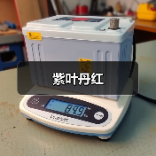 紫叶丹红（图3）