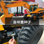 喜林草种子（图3）