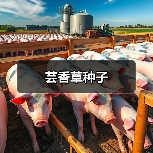 芸香草种子（图2）