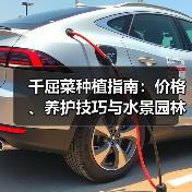 千屈菜种植指南:价格、养护技巧与水景园林应用全解析(图2) 千屈菜种植指南:价格、养护技巧与水景园林应用全解析(图2)