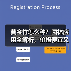 黄金竹怎么种?园林应用全解析,价格便宜又实用(图2) 黄金竹怎么种?园林应用全解析,价格便宜又实用(图2)