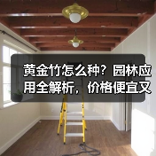 黄金竹怎么种?园林应用全解析,价格便宜又实用(图4) 黄金竹怎么种?园林应用全解析,价格便宜又实用(图4)