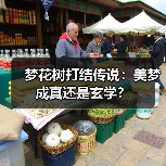 梦花树打结传说：美梦成真还是玄学？（图1）