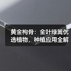 黄金枸骨:金叶绿篱优选植物,种植应用全解析(图1) 黄金枸骨:金叶绿篱优选植物,种植应用全解析(图1)