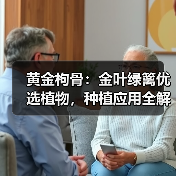 黄金枸骨:金叶绿篱优选植物,种植应用全解析(图2) 黄金枸骨:金叶绿篱优选植物,种植应用全解析(图2)