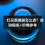 红花蔷薇苗怎么选?选购指南+价格参考(图1) 红花蔷薇苗怎么选?选购指南+价格参考(图1)