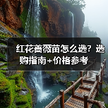 红花蔷薇苗怎么选?选购指南+价格参考(图4) 红花蔷薇苗怎么选?选购指南+价格参考(图4)