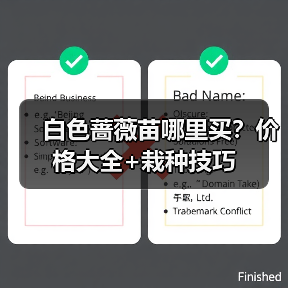 白色蔷薇苗哪里买？价格大全+栽种技巧（图4）
