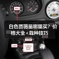 白色蔷薇苗哪里买？价格大全+栽种技巧（图2）