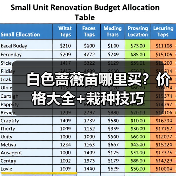 白色蔷薇苗哪里买？价格大全+栽种技巧（图3）