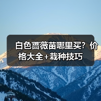 白色蔷薇苗哪里买？价格大全+栽种技巧（图1）