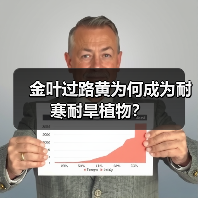 金叶过路黄为何成为耐寒耐旱植物?(图1) 金叶过路黄为何成为耐寒耐旱植物?(图1)