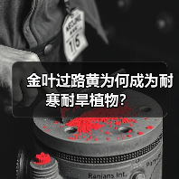 金叶过路黄为何成为耐寒耐旱植物?(图3) 金叶过路黄为何成为耐寒耐旱植物?(图3)